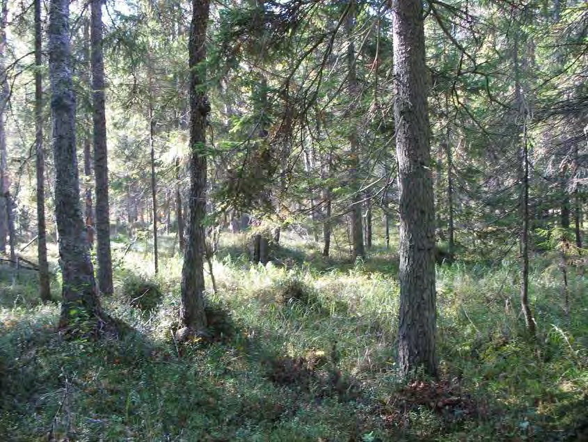 STORA GRUNDGÖLEN DJUPADALEN Areal: ca 19 ha Produktiv skogsmark: ca 18 ha Natura 2000 habitat: Västlig taiga (*9010)