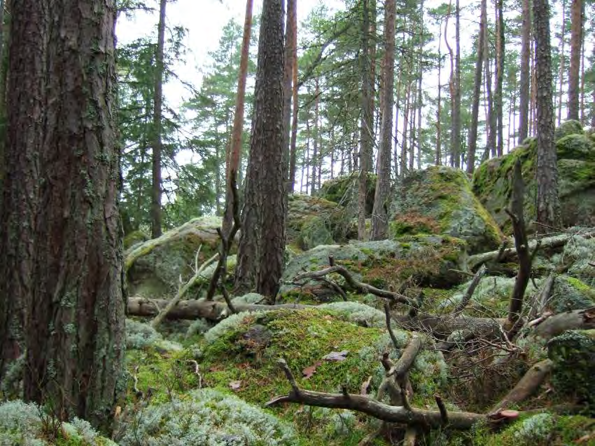 STRUSSJÖSKOGEN Areal: ca 54 ha Produktiv skogsmark: ca 40 ha Natura 2000 habitat: Västlig taiga (*9010) Fastigheterna: Allmänningen 24:1, 25:1, 26: 1, och 27:1, Finspångs kommun Områdesbeskrivning