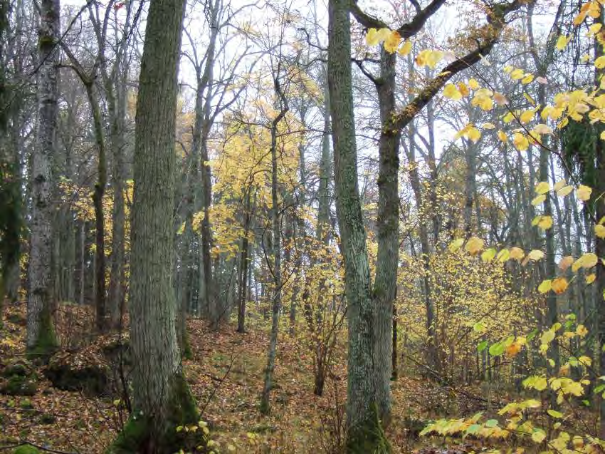 TJUTTORP Areal: 66 ha Landareal: ca 48 ha Produktiv skogsmark: ca 37 ha Natura 2000 habitat: Västlig taiga (*9010), Näringsrik granskog (9050), Näringsrik ek- eller ekavenbokskog (9160).