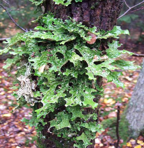 Lunglav Aspfjädermossa Bedömning Tjuttorp har främst höga naturvärden knutna till skog på kalkrik mark, men även till triviallövskog med