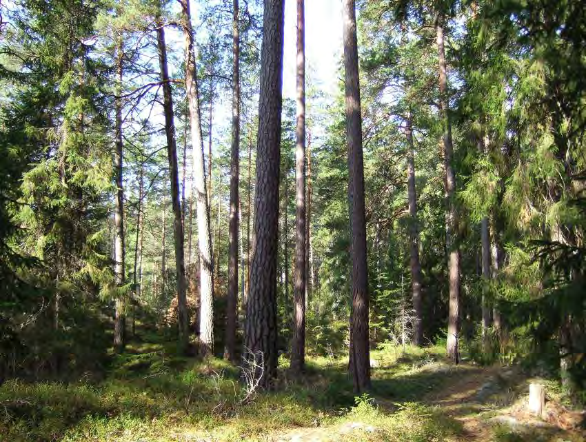 TORSTORPESKOGEN Areal: ca 56 ha Produktiv skogsmark: ca 54 ha Natura 2000 habitat: Västlig taiga (*9010), Näringsrik granskog (9050).