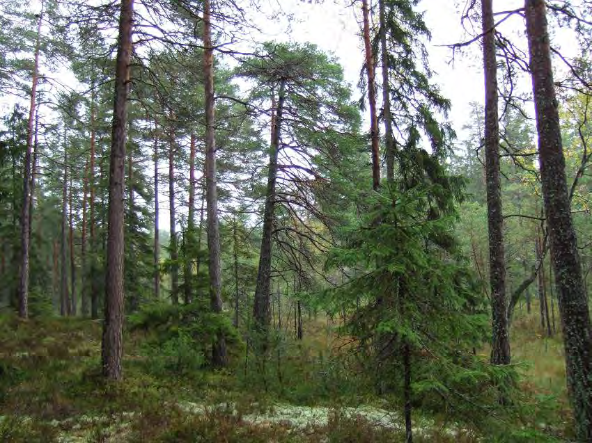 TROLLKÄRINGESKOGEN Areal: ca 63 ha Landareal: ca 56 ha Produktiv skogsmark: ca 51 ha Natura 2000 habitat: Västlig taiga (*9010), Skogsbevuxen myr (*91D0) Fastighet: Kottorp 5:1, Flasbjörke 4:1,