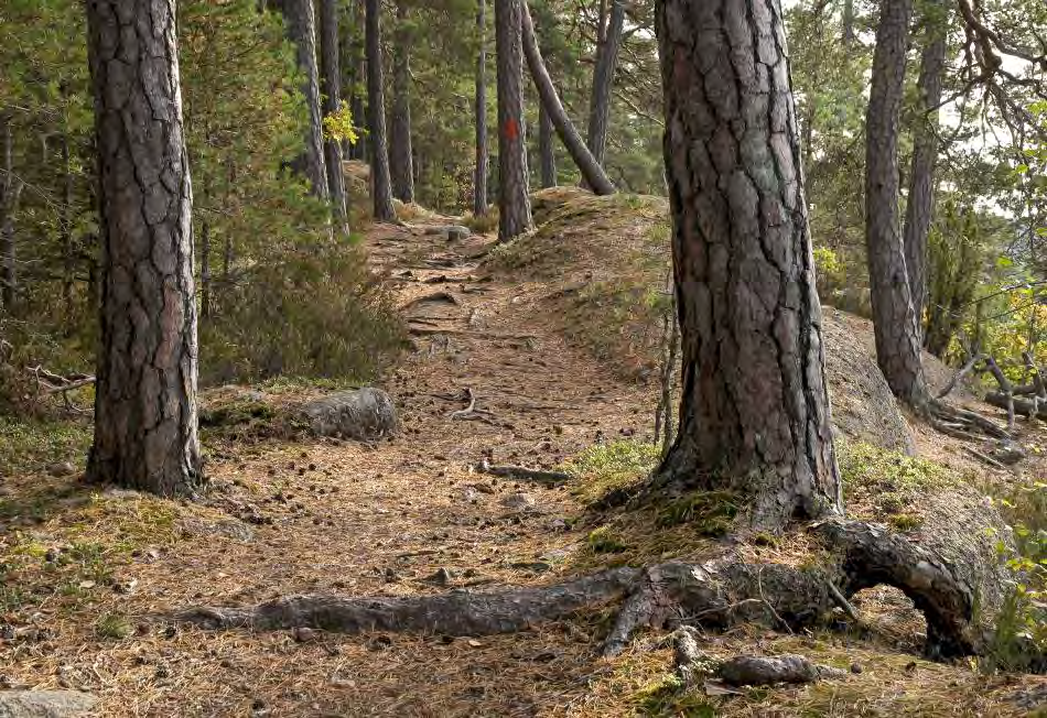 En stor del av den flackare branten söder om sjön är präglad av skogsbruk men enstaka äldre träd förekommer. Denna och några fler utvecklingsmarker finns insprängda i området.