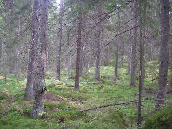 ÄMTGÖLEN-MÖRKEDAL Areal: ca 68 ha Produktiv skogsmark: ca 64 ha Natura 2000 habitat: Västlig taiga (*9010), Näringsrik granskog (9050), Mineralrika källor och kärr