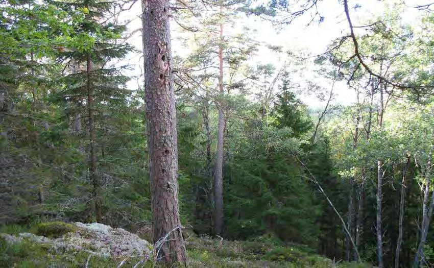 I områdets västradel kallat Mörkedal, består skogen huvudsakligen av olikåldrig barrblandskog med litet inslag av asp. Här finns ett påtagligt inslag av träd i 150-årsåldern.