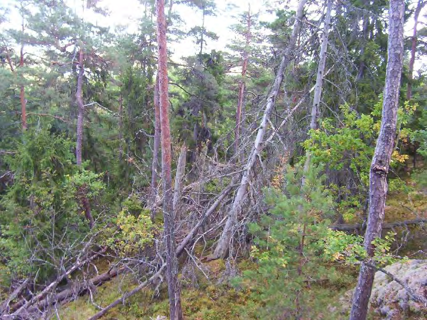 ÄNGENÄS Areal: ca 138 ha Produktiv skogsmark: ca 125 ha Natura 2000 habitat: Västlig taiga (*9010), Boreonemoral ädellövskog (9020).