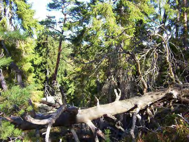 Bedömning Ängenäs har höga naturvärden knutna till gammal barrskog och lundartade miljöer med