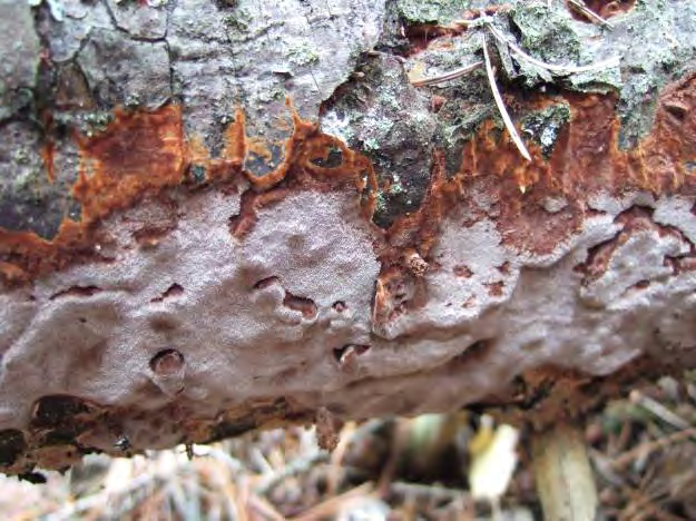 Samtidigt angränsar området till Glotternskogens naturreservat med liknande naturtyper.