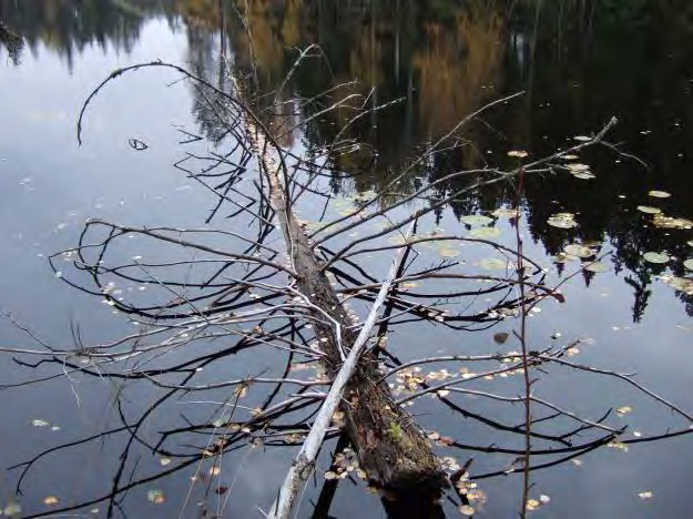 Bakgrundsinformation Naturvårdsprogram Norrköpings kommun, 84