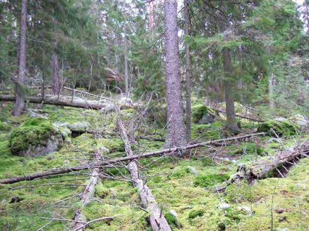 Övre Glottern, 88 Skogsområde öster om Övre Glottern