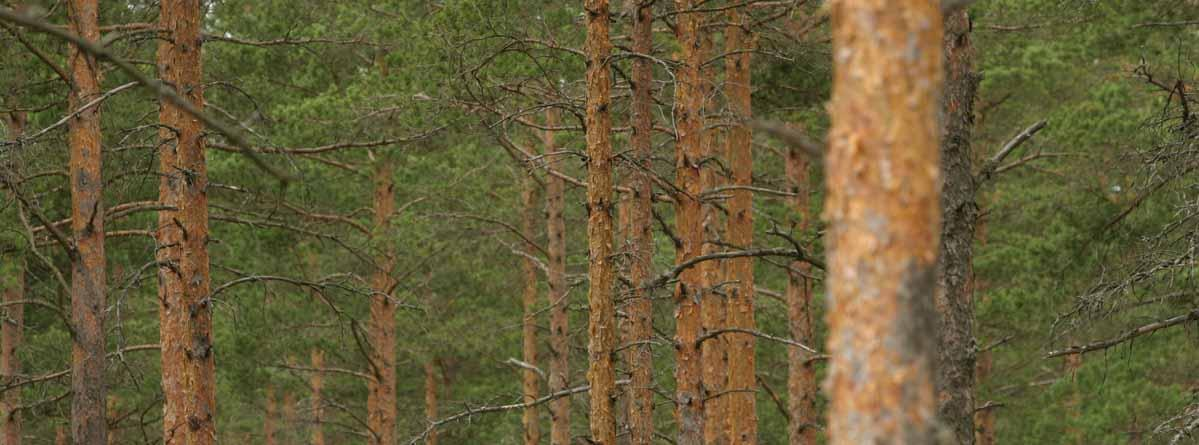 affärer i trävarubranschen