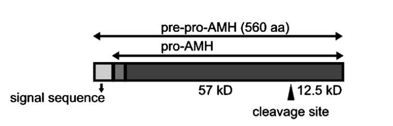 AMH (anti-mülleriskt hormon) MIH / MIS (mülleriskt inhiberande hormon/substans) Jost beskrev 1947, Behringer isolerade 1994