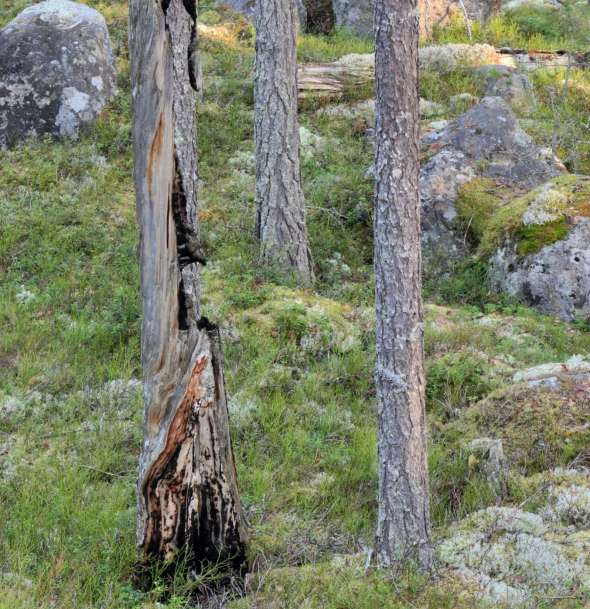 Brandstubbe med minst 5 invallningar från tidigare skogsbränder.