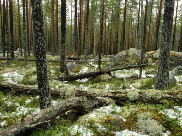 1. Norr och söder om Fräkentjärnarnas naturreseservat (70 hektar) Naturreservatet Fräkentjärnarna omges både i söder och i norr av fina naturskogar dominerade av tall men även inslag av gran och löv.