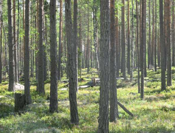 2. Håvahögsten (52 hektar) Området Håvahögsten är uppdelat i två lika stora delar på varsin sida av en skogsbilväg.