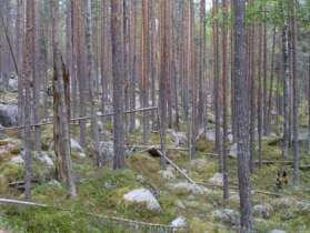 Brandstubbe med 5 invallningar Tallnaturskog som självgallrar Arter Lunglav NT, skrovellav NT, dvärgbägarlav NT, vedskivlav, vågig flarnlav NT, kolflarnlav NT, tallticka NT, gräddporing