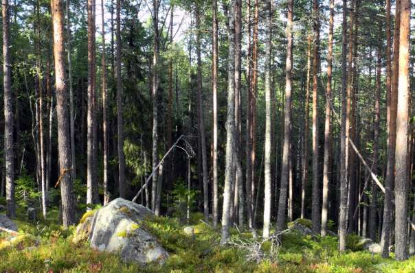 20 år sen. Kring de gallrade delarna står stavatallskogen stamtät och med fina naturskogsstrukturer.