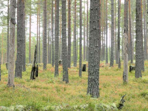 genomgallrade under de senaste decennierna. Dock har dessa gallringar inte totalhavererat den biologiska mångfalden eller skogsekosystemet som kalhyggen gör.