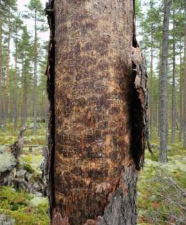 nedbrytningsstadier men självklart inte i lika stora mängder som en orörd tallnaturskog.