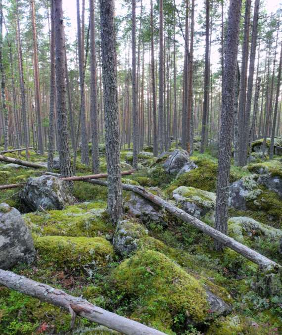 Artfynd Liten spiklav, lunglav NT, stuplav, luddlav, gulnål, garnlav NT, vågig flarnlav NT, kolflarnlav NT, skinnlav, vedticka, rävticka, vedtrappmossa NT, knärot NT. 8.