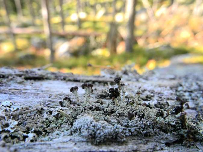 Artfynd Skinnlav, garnlav NT, violettgrå tagellav NT, vedskivlav, kolflarnlav NT, vågig flarnlav NT, gulnål, varglav NT, vedflamlav, kortskaftad ärgspik, nordtagging NT, fläckporing VU,