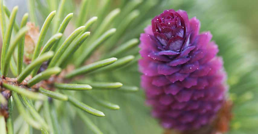 35 miljoner plantor produceras årligen vid Holmens två plantskolor.