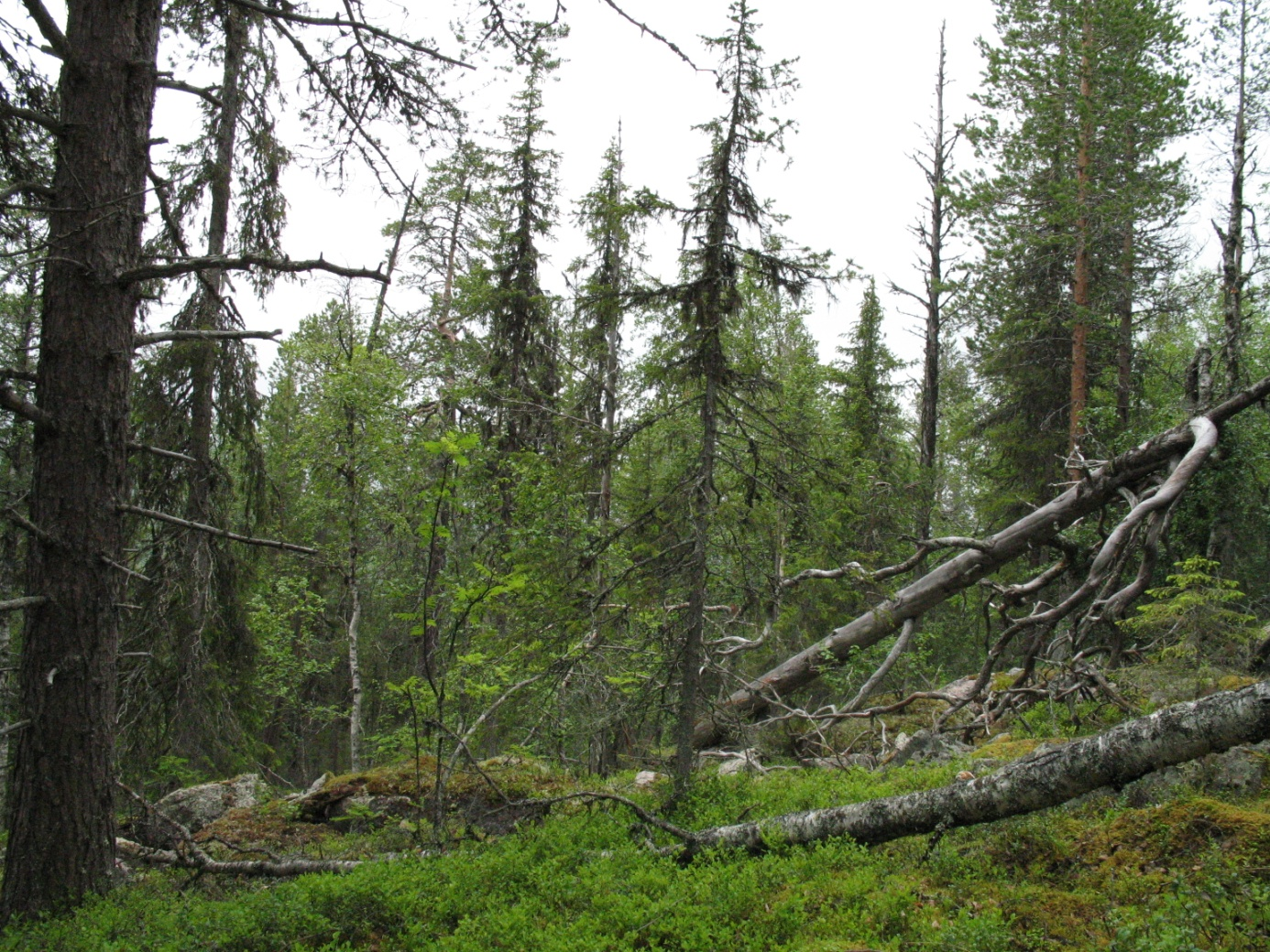 Objekt B. Leveäkuusiko Naturvärdesklass 2 Högt naturvärde Äldre flerskiktad tät-luckig lågproduktiv barrskog på bergstopp med tillhörande sluttningar.