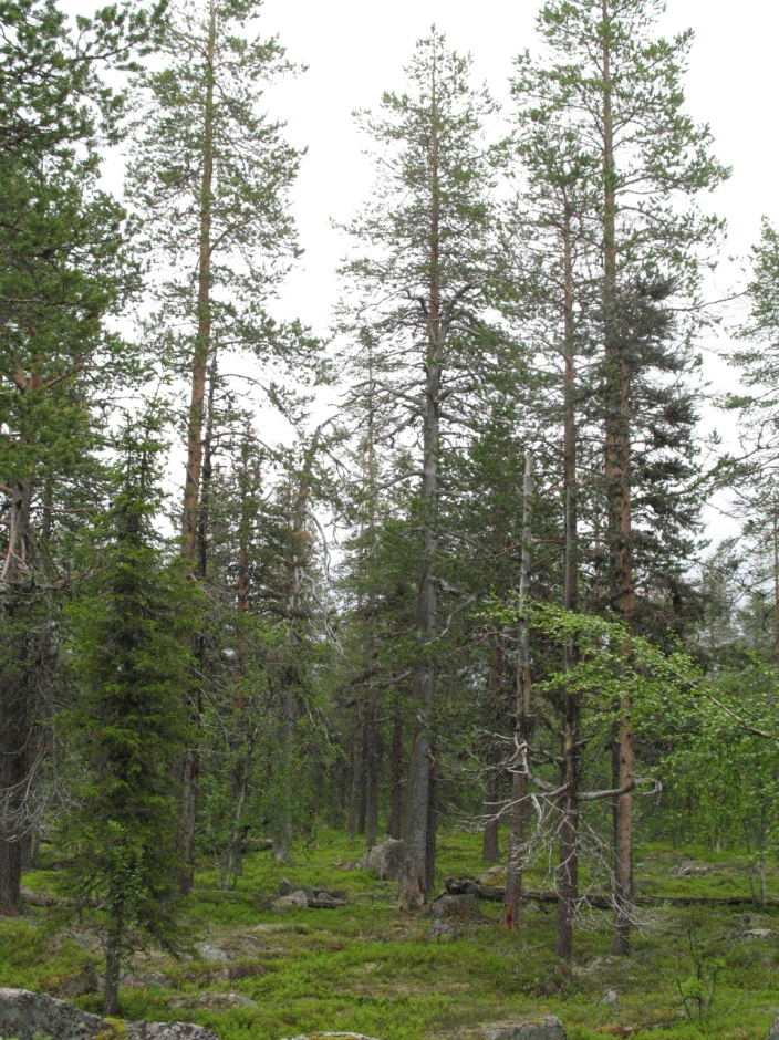 Intressanta arter och fåglar som noterades på Leveäkuusiko. Lavskrika (NT), tjäder, bergfink, gök, lövsångare och järpe. Objekt C.