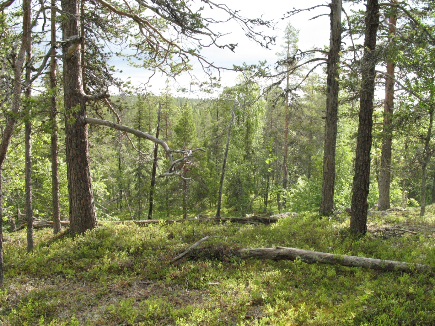 Figur 5. Utsikt mot norr från Pikku Luuva. Foto Tomas Lindberg. Skogen har troligen uppkommit naturligt efter brand för 100-150 år sedan, en skogsbrand som var intensiv och brann hårt.