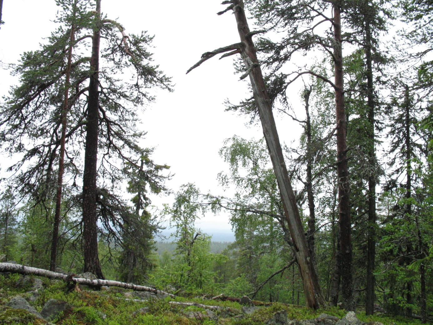 Figur 6. Gammal opåverkad tallskog kännetecknar berget Iso Luuva. Foto Tomas Lindberg. Området är en liten varierad urskog på toppen och i de högre sluttningarna av berget Iso Luuva.