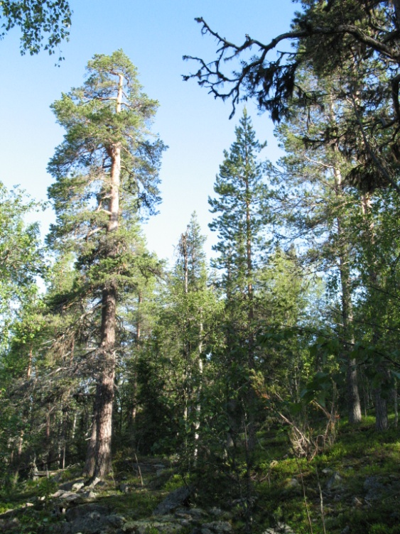 Objekt G Järvistö Naturvärdesklass 1 Mycket högt naturvärde Äldre lågproduktiv höghöjdskog, flerskiktad tät-luckig och varierad blandskog på bergstoppar och övre sluttningar.