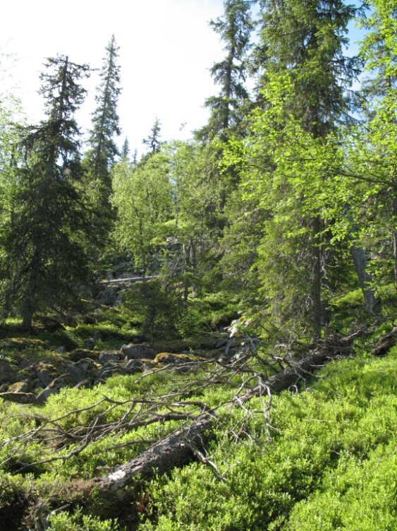 Även mycket lågvuxen björk förekommer i vissa delar av området tillsammans med spridda förekomster av sälg och asp.