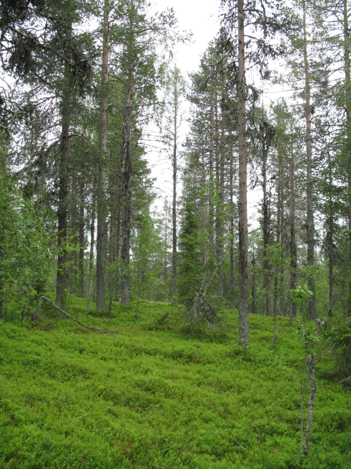 Objekt H Lehtovaara Naturvärdesklass 3 Vissa naturvärden Äldre flerskiktad tät-luckig varierad barrskog på bergstopp och sluttningar. Torr till fuktigmark av blåbärsristyp, bitvis blockig terräng.