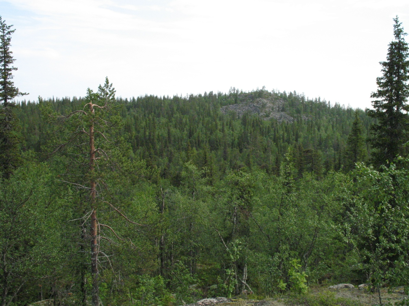 förekommer i vissa delar av området tillsammans med spridda förekomster av sälg och asp. Sparsamt med gamla tallar (250-300år) finns på berget tillsammans med gamla klena gamla höglägesgranar.