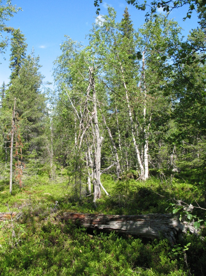 Objekt J Kihuvaara Naturvärdesklass 2 Högt naturvärde Äldre lågproduktiv höglägesskog, flerskiktad tät-luckig och varierad blandskog på bergstopp och övre sluttningar. Friskmark av blåbärsristyp.
