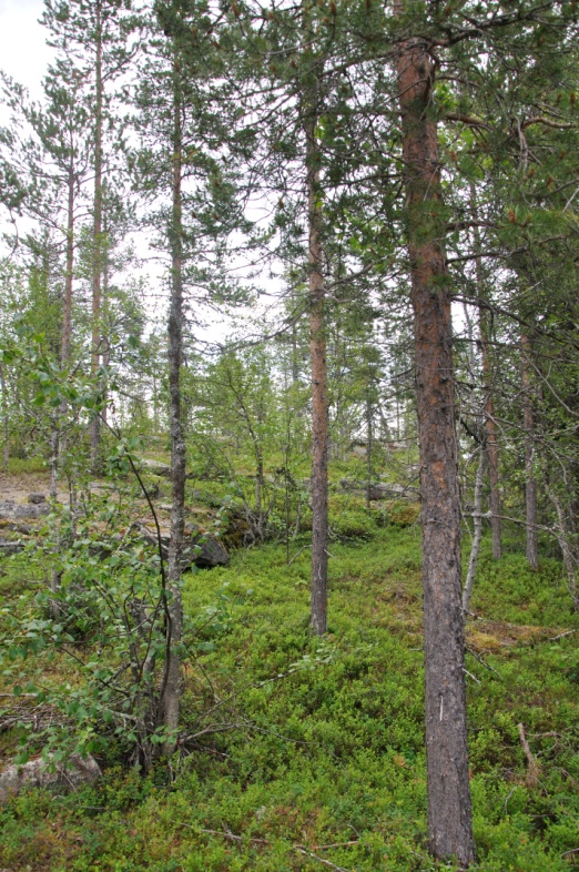 Objekt K Palovaara - Vittalaki Naturvärdesklass 4 Inget naturvärde Närmast väg 394 är det 60-70 årig barrskog med övervägande gran med inslag av björk som gallrats helt nyligen.