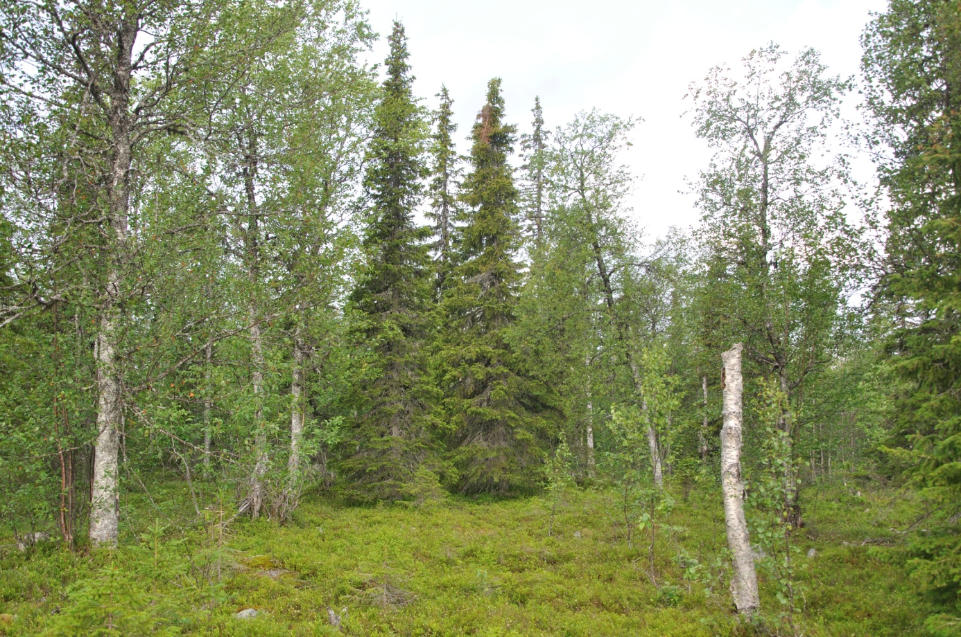 Objekt M Kuusivaara Naturvärdesklass 3 Vissa naturvärden Sammanhängande tät luckig varierad barrblandskog med rikligt lövinslag främst av björk, men även enstaka sälg och asp förekommer spritt.