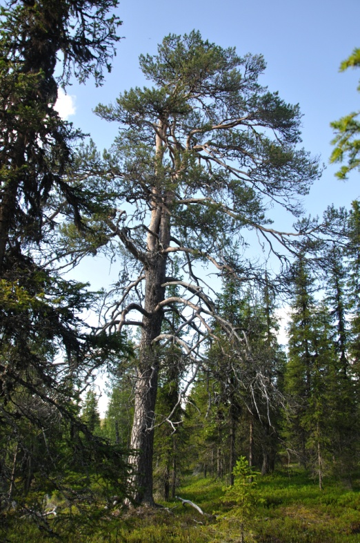 Objekt N Berg söder om Lehtirova, södra toppen Naturvärdesklass 3 Vissa naturvärden Toppen av södra berget består av luckig varierad lövrik barrskog.