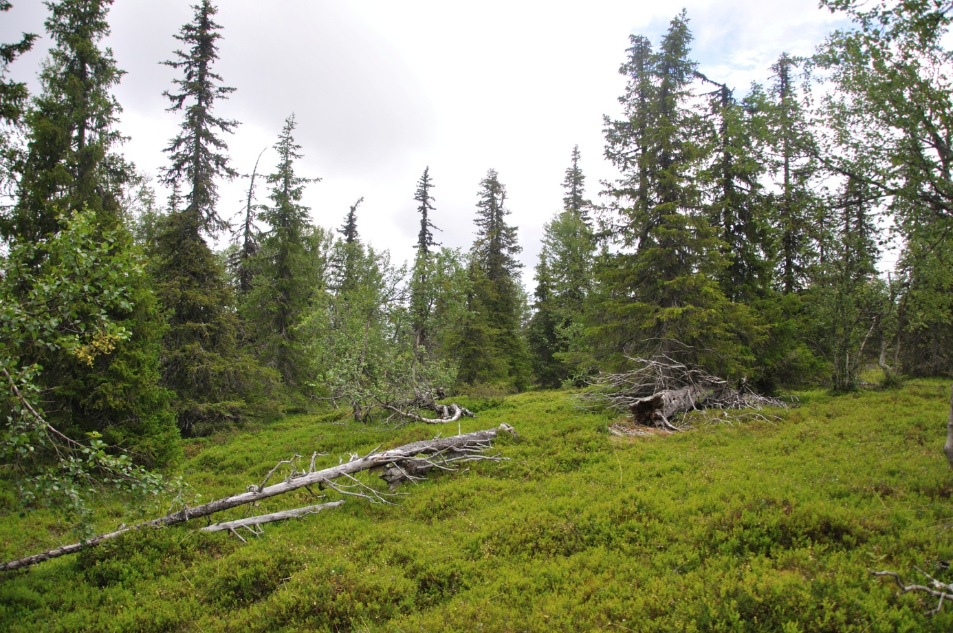 Objekt P Rissavaara Naturvärdesklass 1 Mycket högt naturvärde Äldre lågproduktiv höghöjdskog, flerskiktad luckig och varierad lövrik granurskog på bergstopp och övre sluttningar.