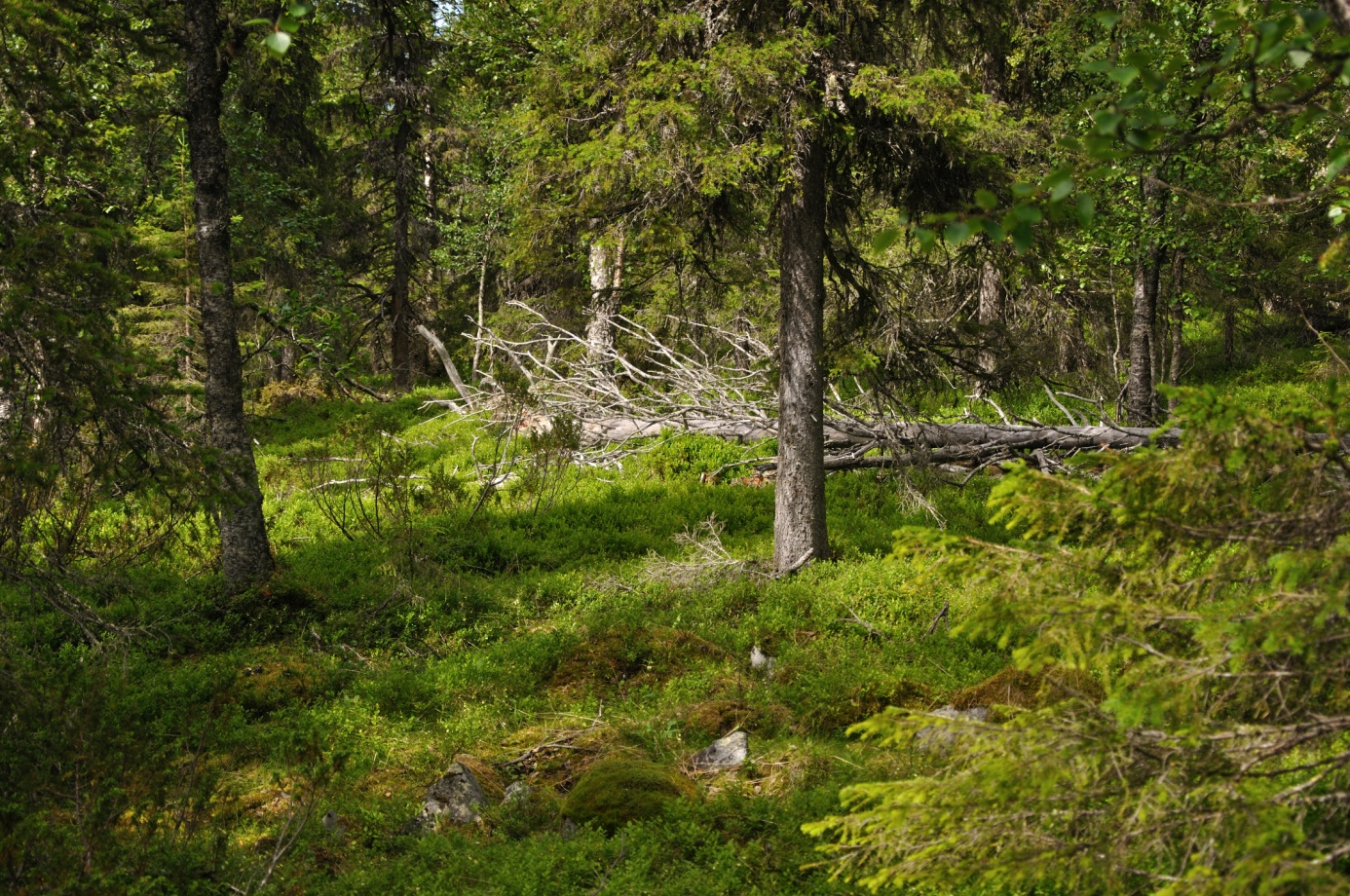 Objekt Q Rissahuornanen Naturvärdesklass 2 Högt naturvärde Äldre lågproduktiv höghöjdskog, flerskiktad tät - luckig lövrik gammelgranskog på bergstopp. Torr till friskmark av blåbärsristyp.