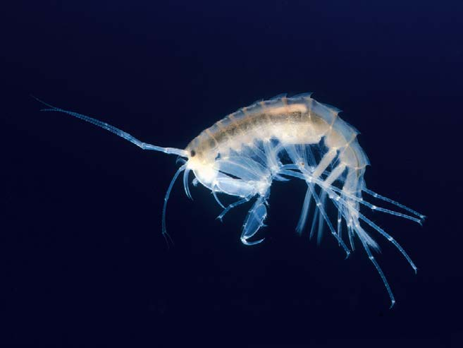 Utbredning av Gammaracanthus lacustris 38 (34) sjöar Foto Arild Hagen Sveriges