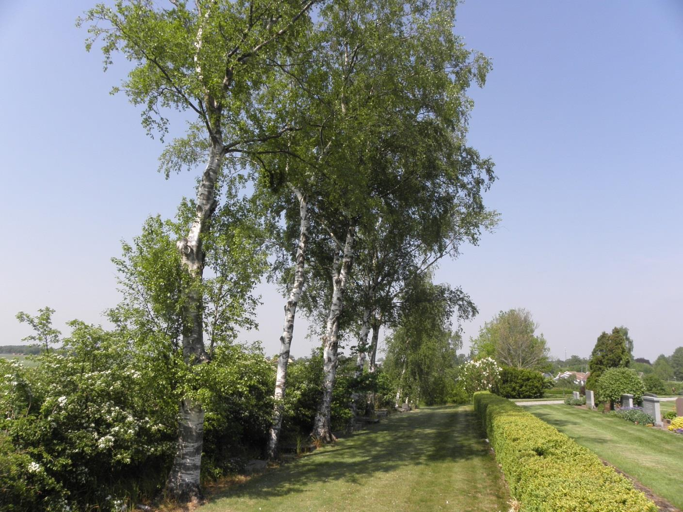 Ovan: Blodlönn vid askgravplatsen. Växt- och djurliv Träd På Lövestads begravningsplats står 60 träd. En ojämn trädkrans av 40 vårtbjörkar löper kring kyrkogårdens östra, södra och västra sida.