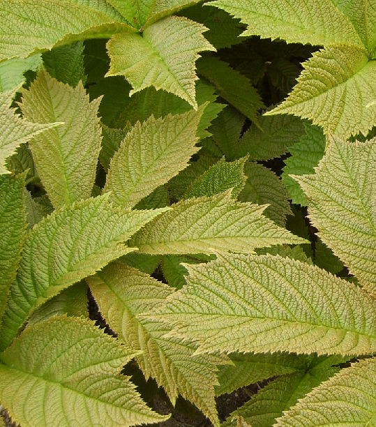 Växtförslag klätterväxter och perenner brons rodgersia Klätterväxter Baltiskmurgröna, Hedera helix Baltica