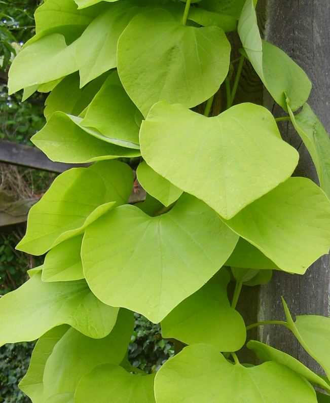 Pagodklematis eller skogsklematis Koreansk pipranka, Aristolochia manchurensis Perenner Bergenia, Bergenia