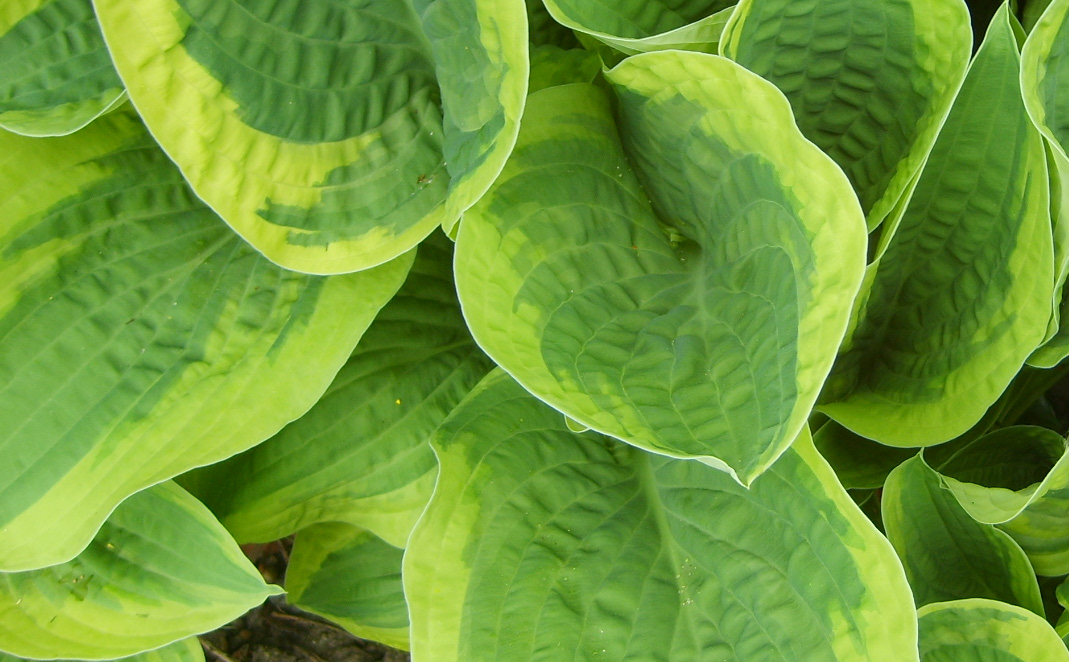 Frilandsadiantum, Adiantum pedatum Funkia, Hosta efter smak tex Halcyon (grå), Francee (vitkantad) och Sum