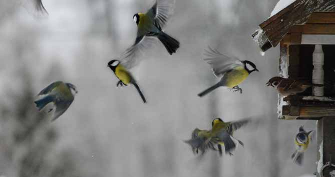 Flera fåglar väljer att stanna över våra varmare vintrar och för dem ger, den ofta snabba, skiftningen mellan varmt, kallt och snö en besvärlig matsituation.