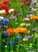 För samtliga blandningar gäller reservation av sammansättning beroende på frötillgång. 70-100 m 2 Blomsteräng Blomsteräng Lättskött En mix av olika ängsblommor.