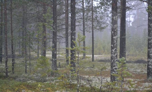 En vindfigurant, en ljudfigurant och två material legor med förskjutning placerades på vardera sidan av vägen.