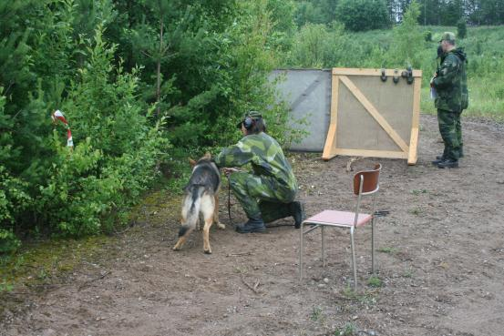 Här fick vi hjälp av Johan Raihle och tolv hundar deltog i försöket. Bullret bestod av en kompressor och var placerat tio meter bakom hundarna. Figuranten startade 50 meter ut från hundarna.