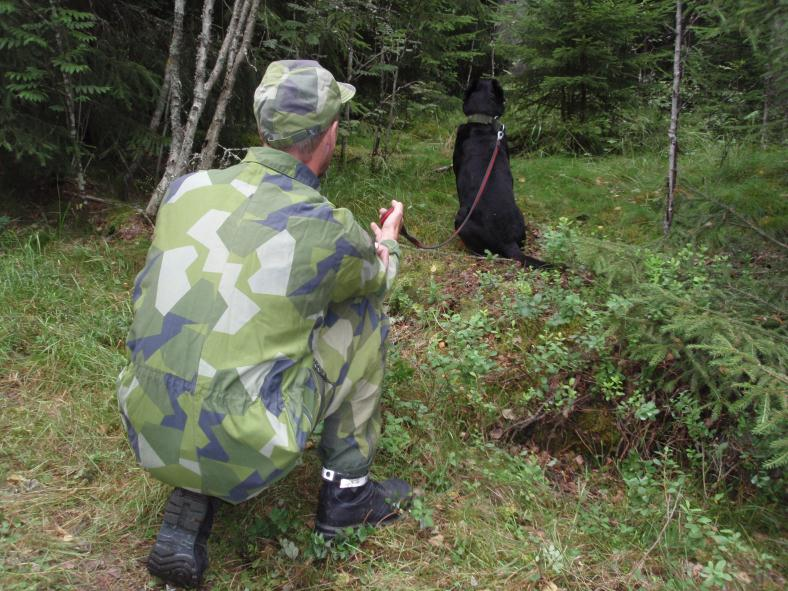 Hundens förmåga att detektera ljud och markera för detta ligger också i hur väl tränad hunden är för uppgiften. 18 % av soldaterna upptäckte ljudfiguranten när denna rörde sig längs stigen.